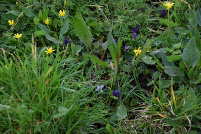 Annexe biodiversité3mariette.JPG