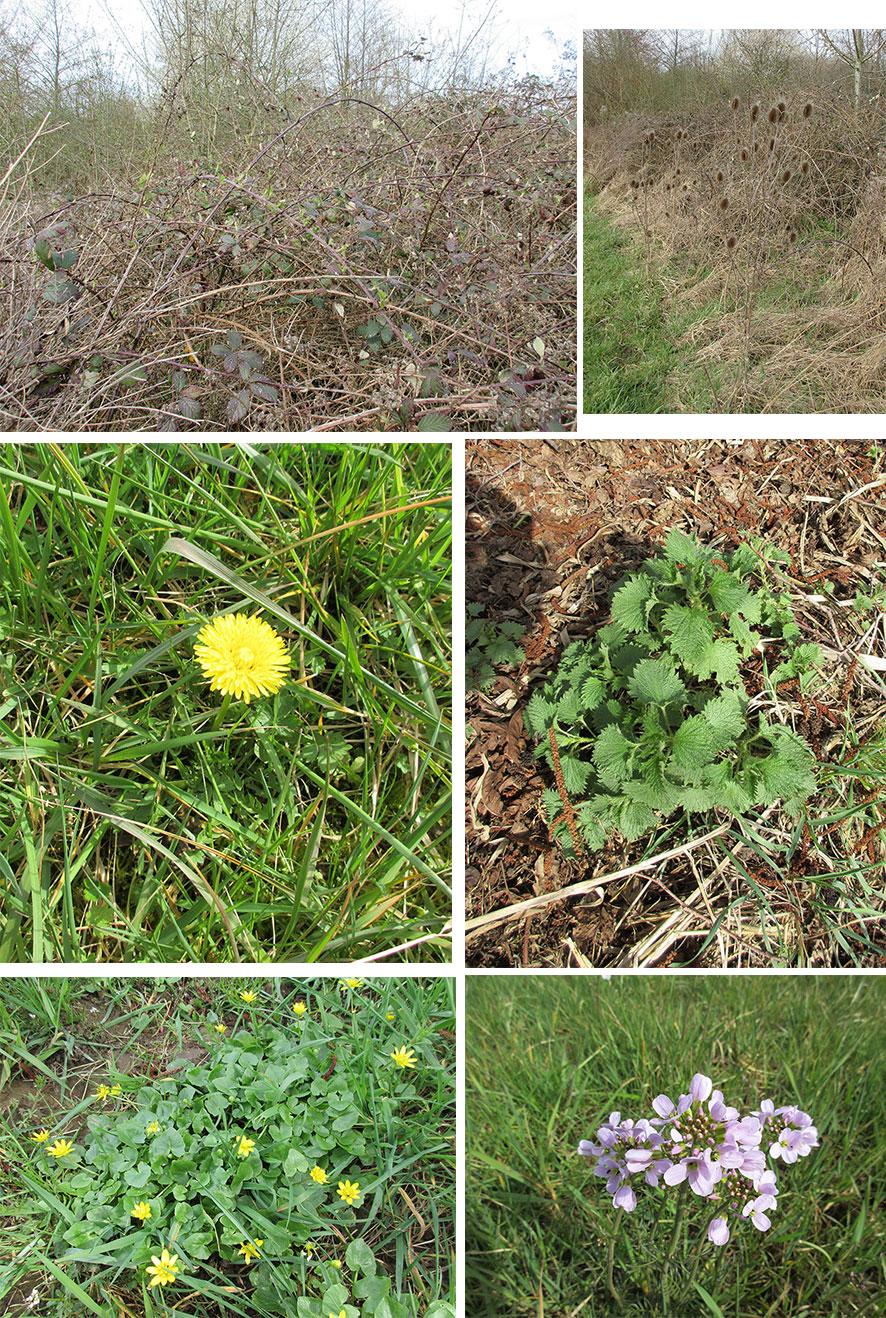 Annexe mooc_plantes_fleurs_opt.jpg