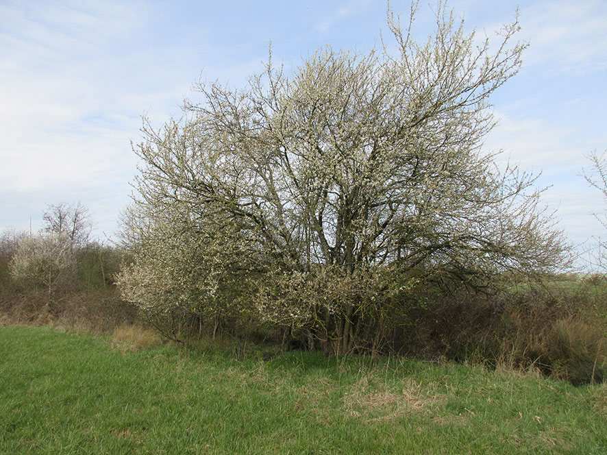 Annexe mooc_prunelier_sauvage_opt.jpg