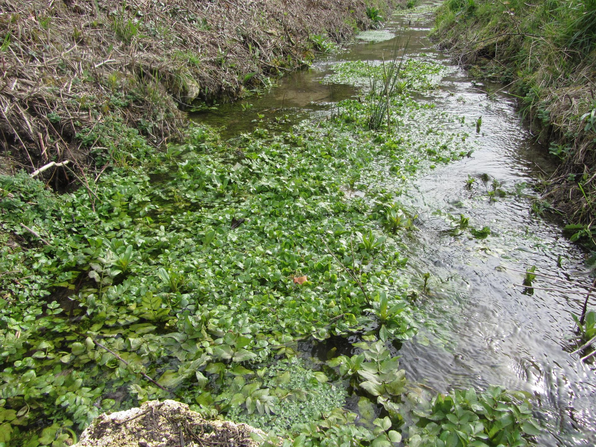Annexe ruisseau.JPG