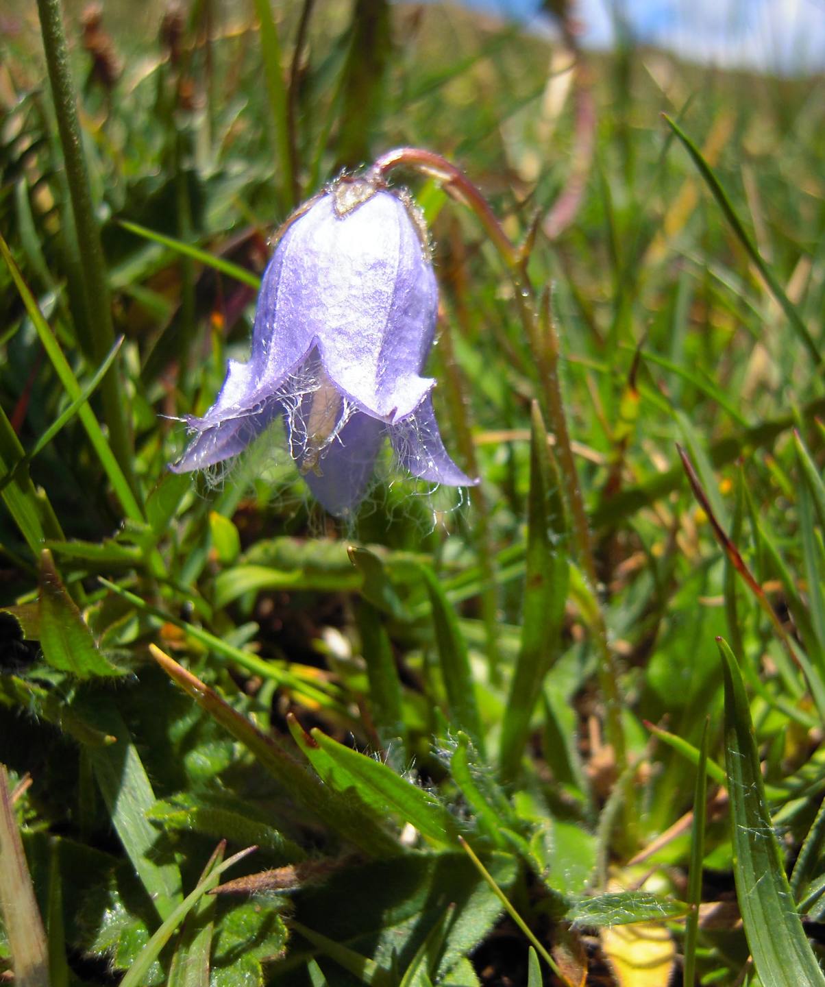 Annexe DSCN2280 Campanula barbata.jpg