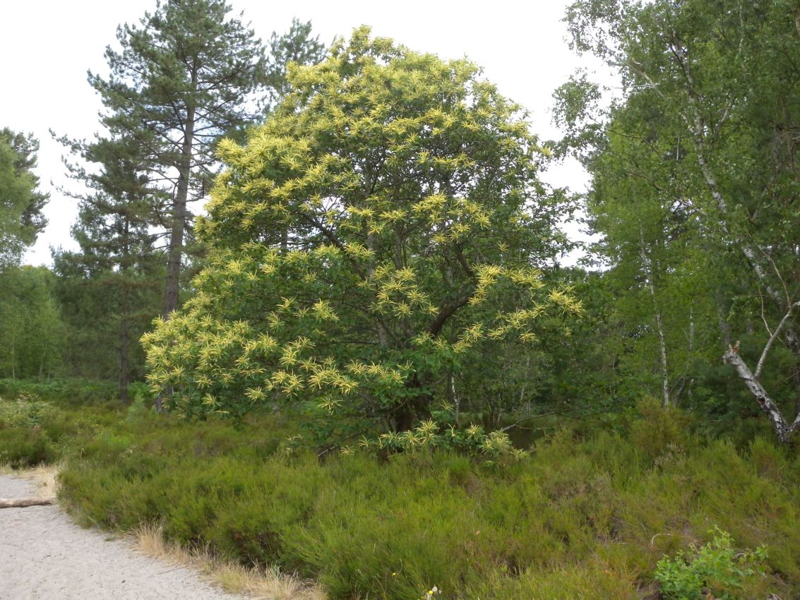 Annexe La Roche Turpin (Essonne).JPG