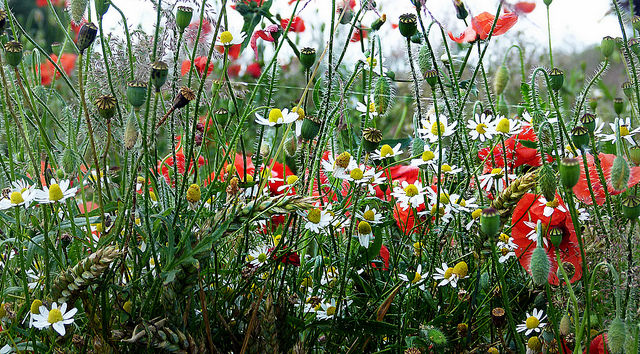 Annexe 28073978605_f52c37ff61_z.jpg