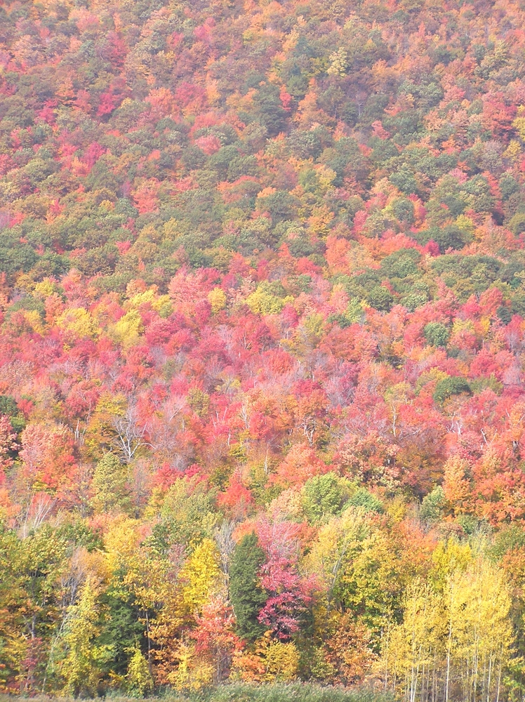 Annexe FlancMontStHilaire.JPG