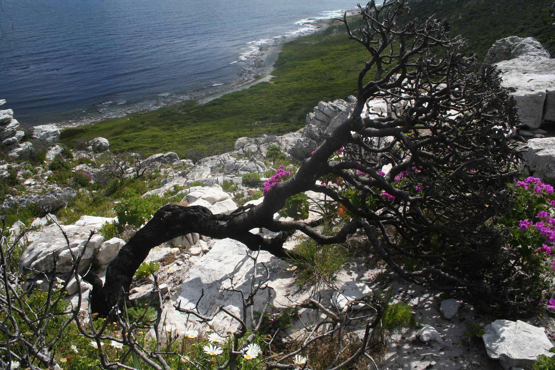 Annexe Fynnbosjpg.jpg