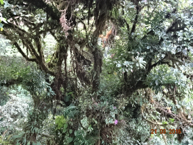 Annexe plantes epiphytes costa rica4.JPG