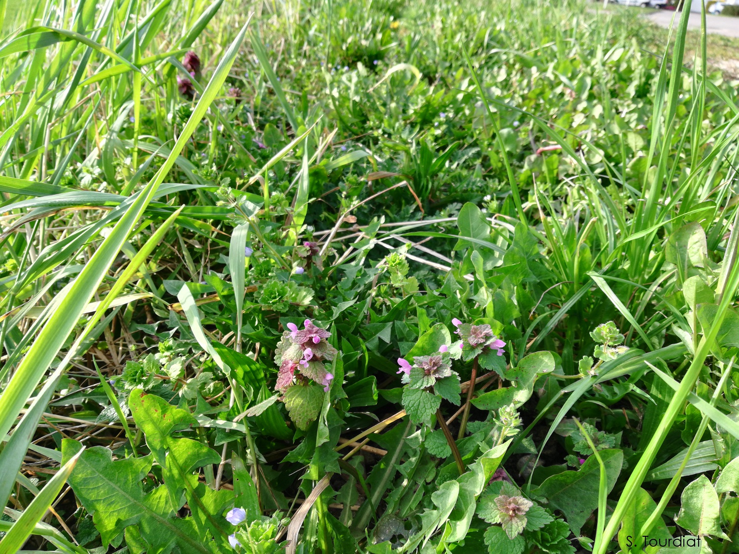 Annexe Biodiversité.jpg