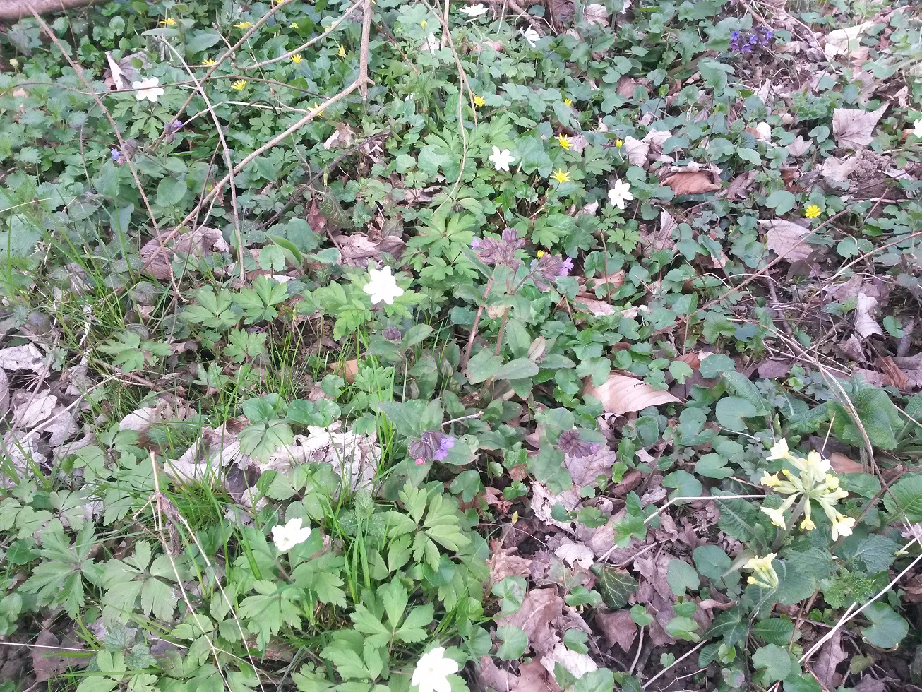 Annexe 20180403_172459-5.jpg