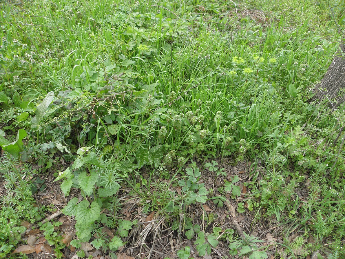 Annexe bord de ruisseau.jpg