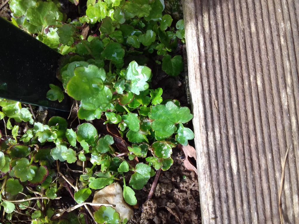 Annexe 20180404_162105[1].jpg