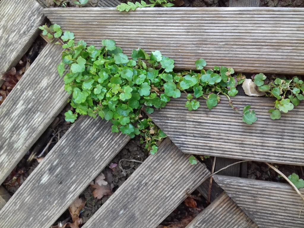 Annexe 20180404_162148[1].jpg