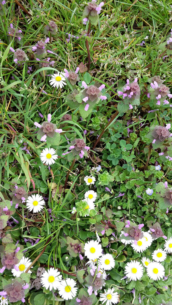 Annexe herbeilesaintgermain.jpg