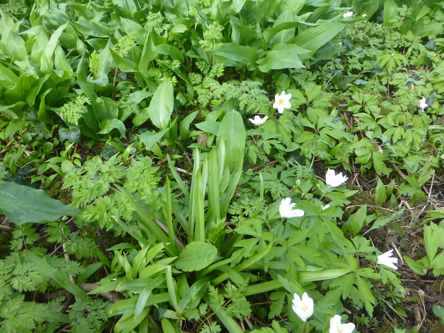 Annexe Biodiversité copie.JPG