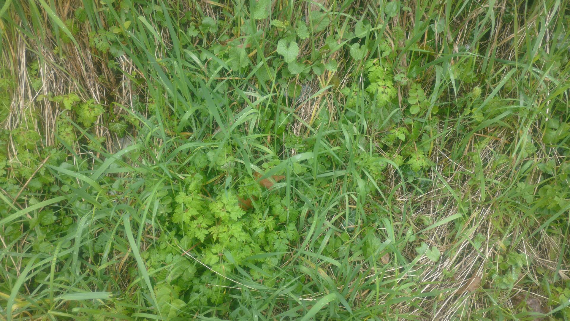 Annexe Biodiversité bord de route chambéry.JPG