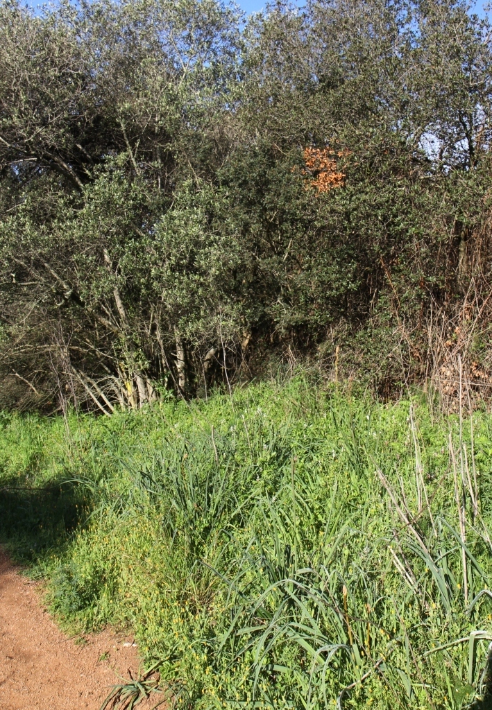 Annexe c BORD CHEMIN.JPG