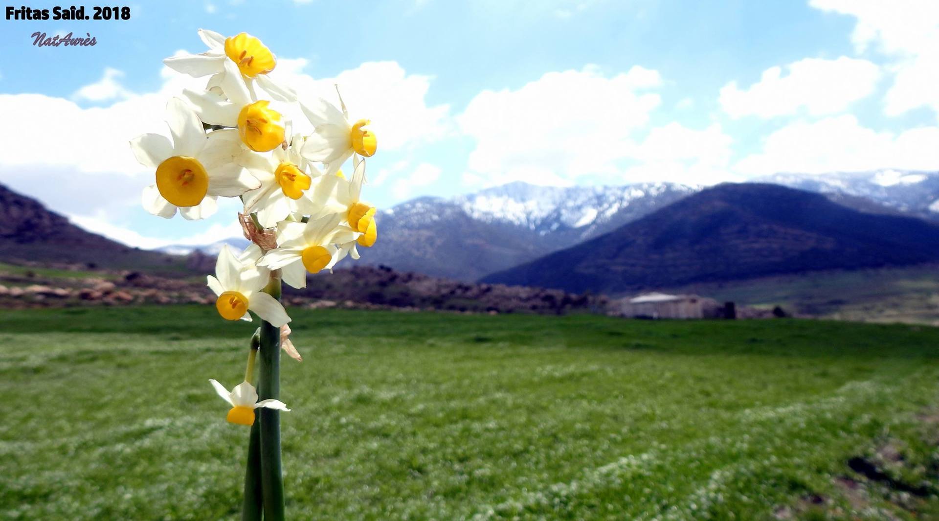 Annexe Narcisse .jpg