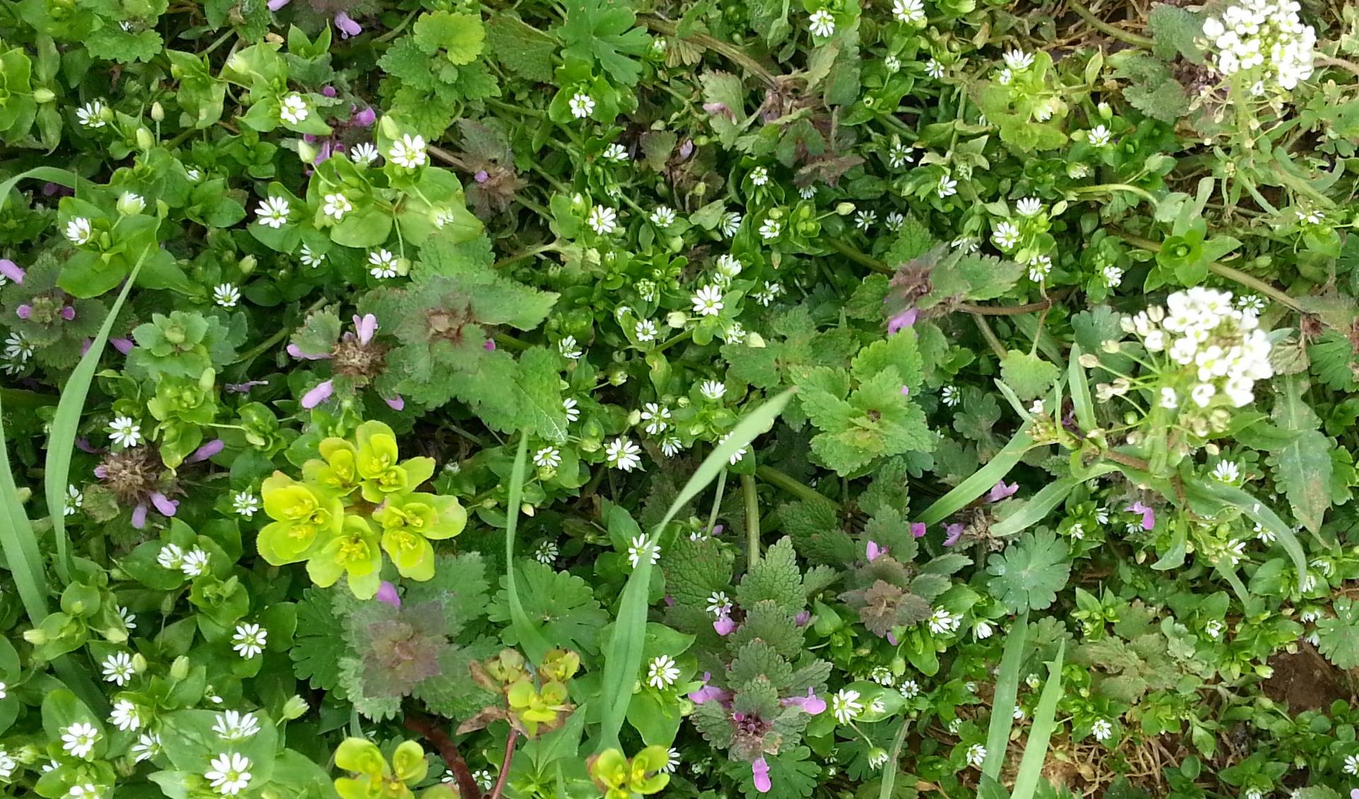 Annexe diversité (2).jpg