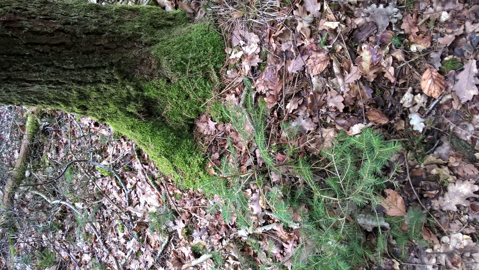 Annexe Forêt ardennaise belge, bébé épicéa, litière feuilles chêne, lichen et mousse.jpg