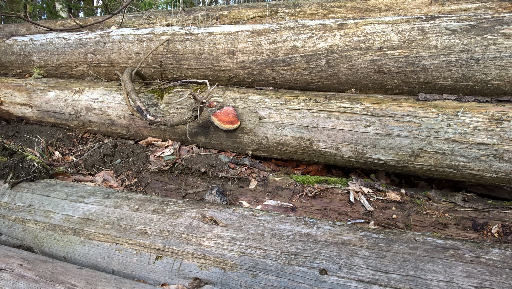 Annexe Forêt ardennaise belge, bois mort champignon et mousse.jpg