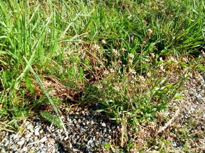 Annexe Bordure de chemin.jpg