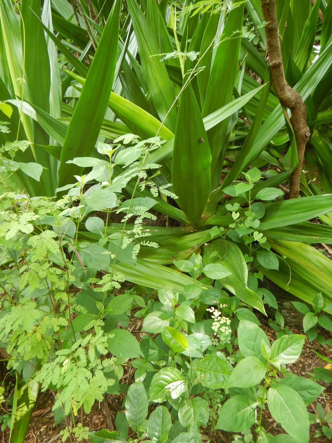 Annexe DSCN7388bis.jpg