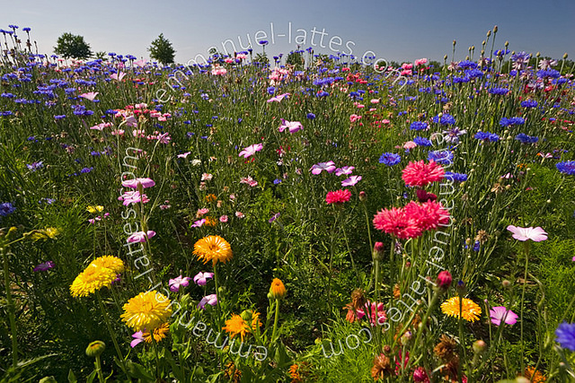 Annexe MG FlickR..jpg