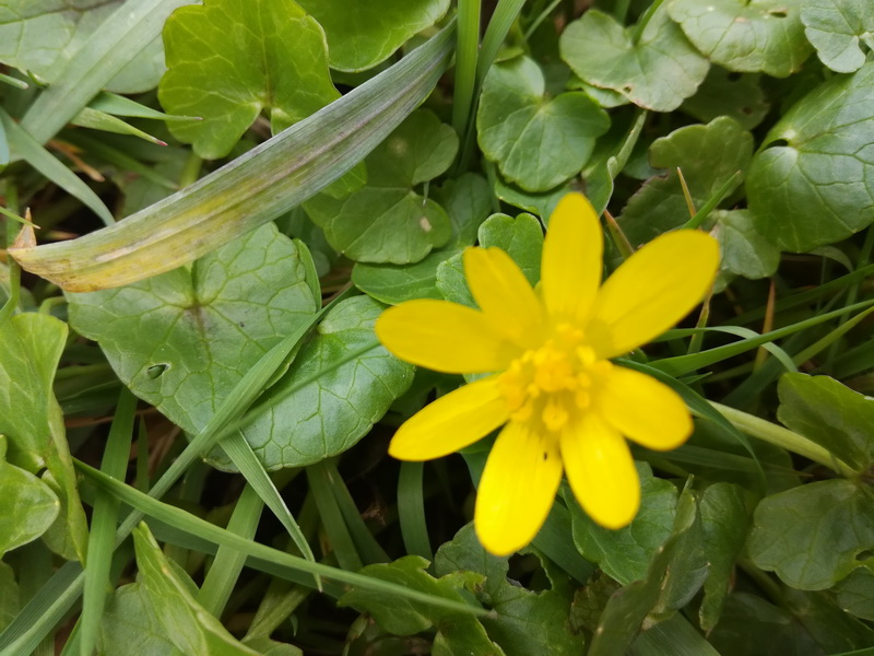 Annexe fleurs de Bouton dor.jpg