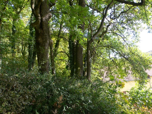 Annexe lisière de bois copie.jpg