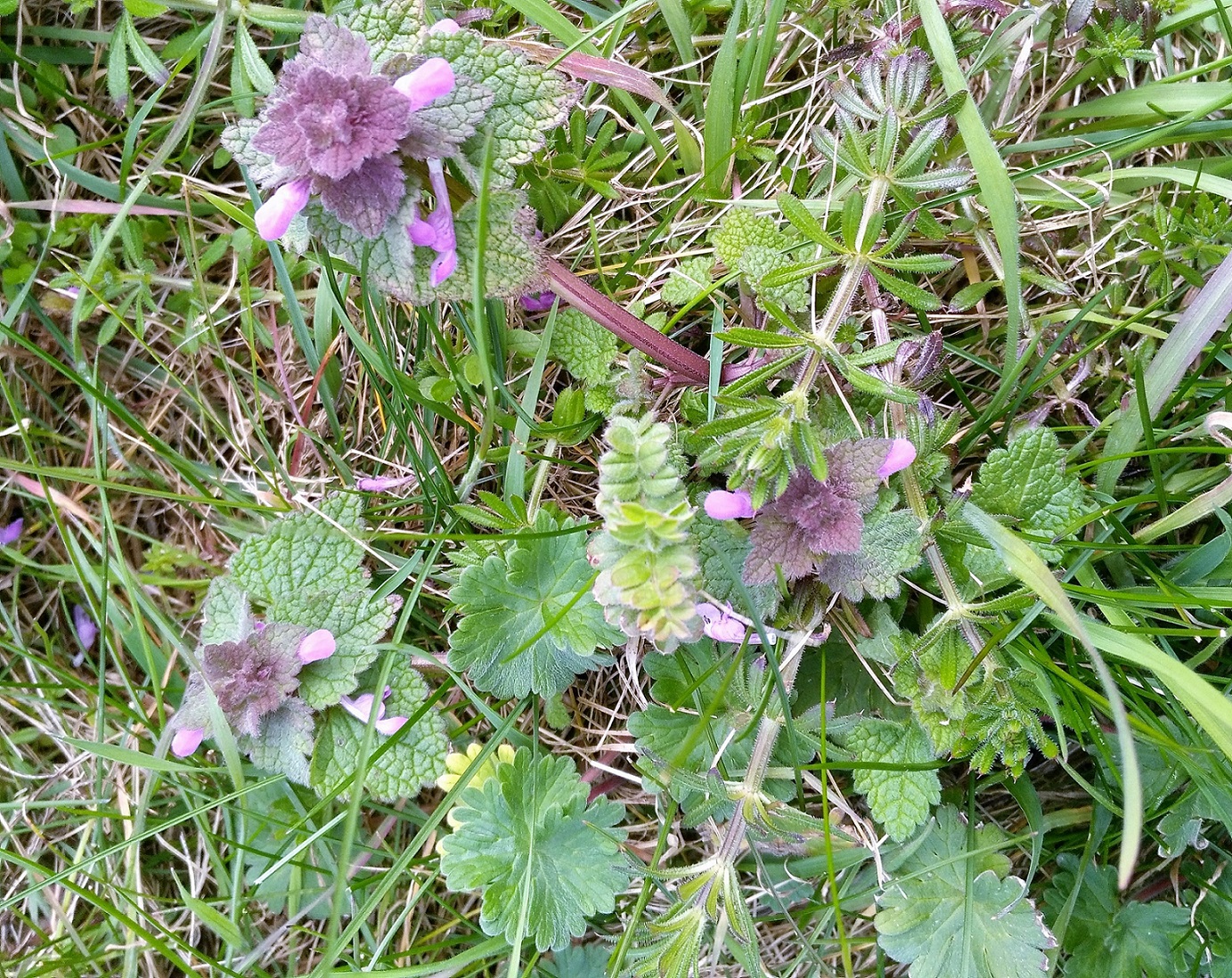 Annexe IMG_20180331_144812.jpg