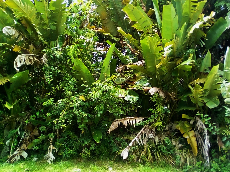 Annexe arbre jardin guzane.jpg