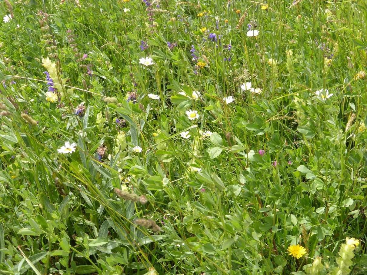 Annexe alpagesss.JPG