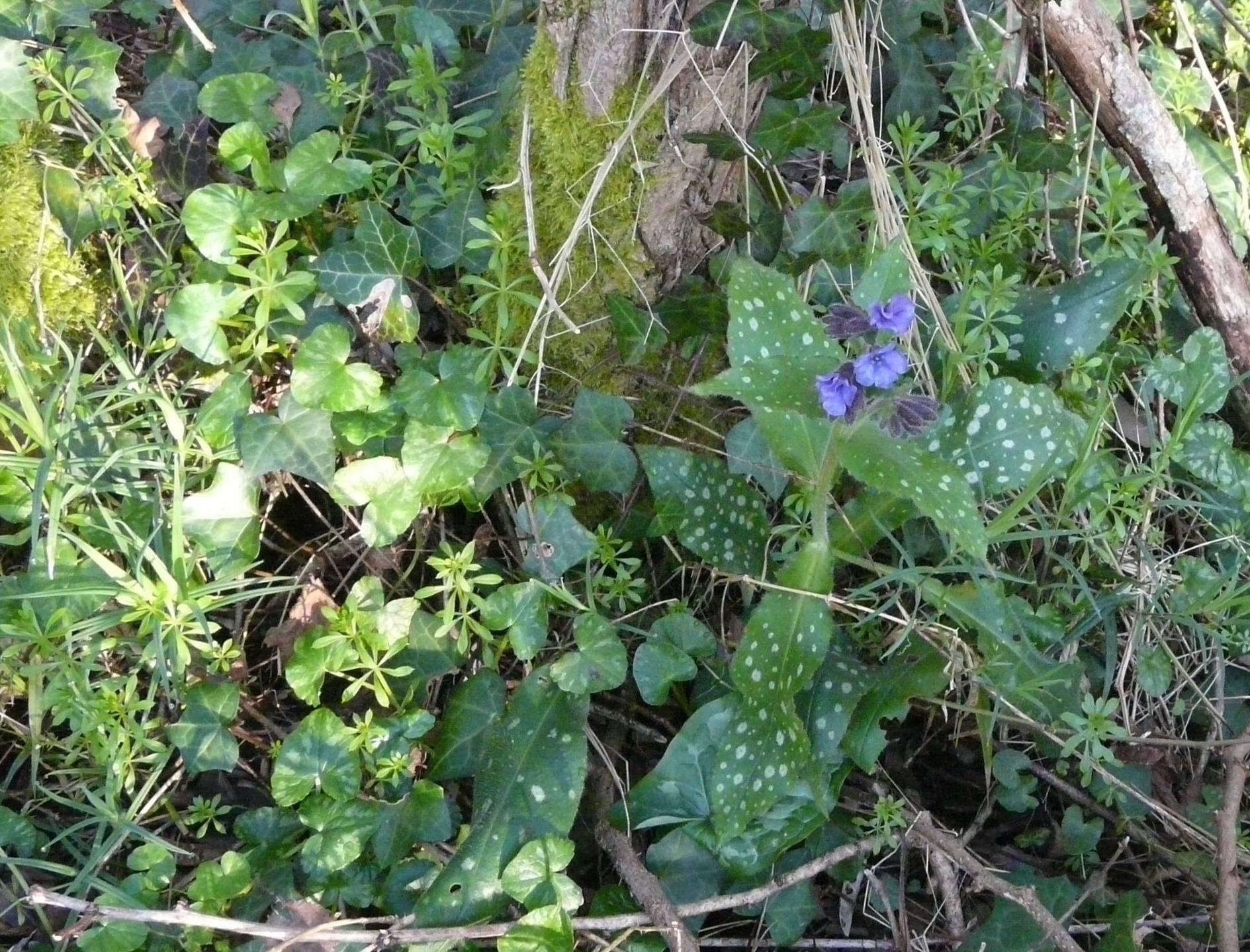 Annexe P1240836r.jpg