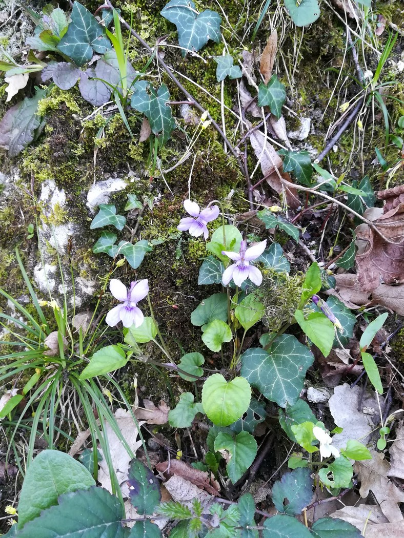 Annexe chemin des Cuves (Copier).jpg