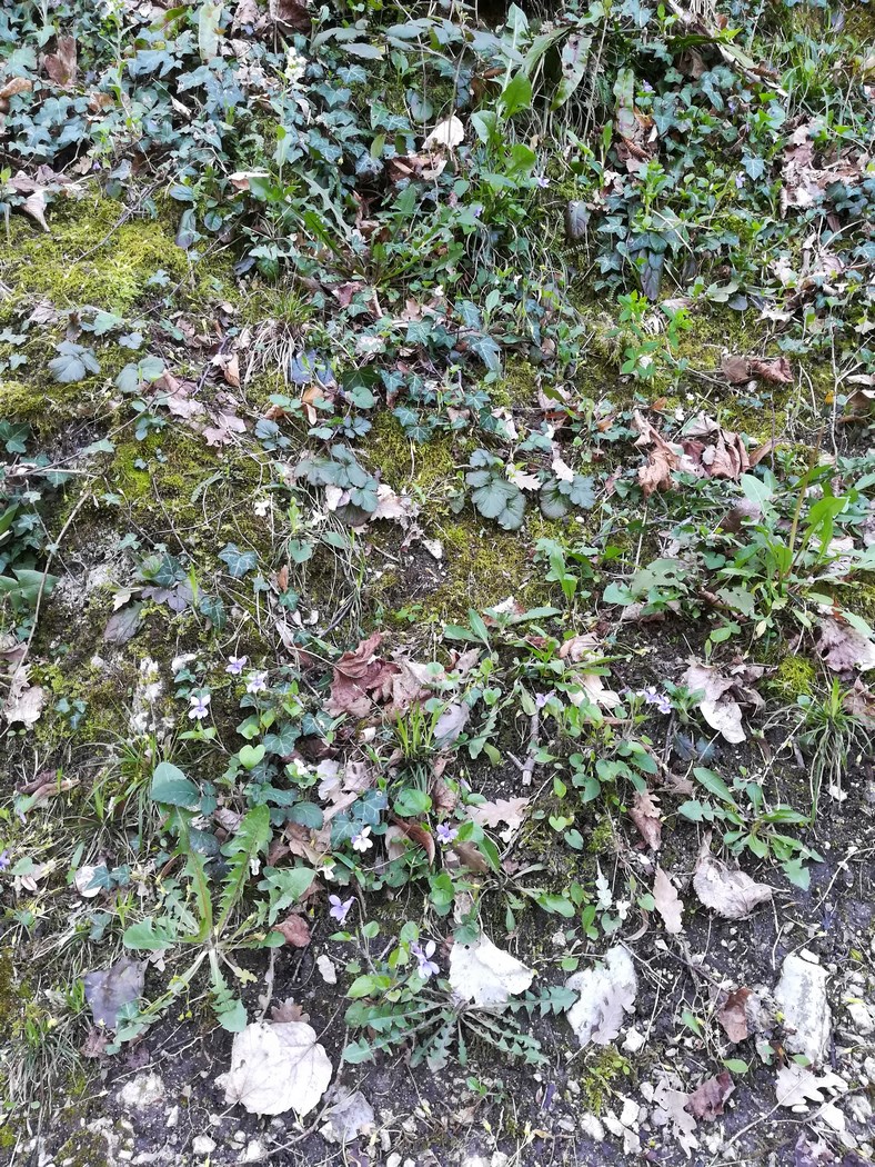 Annexe chemin des cuves 1 (Copier).jpg