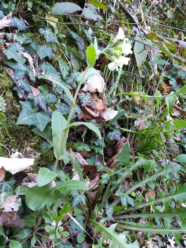 Annexe chemin des cuves 2 (Copier).jpg