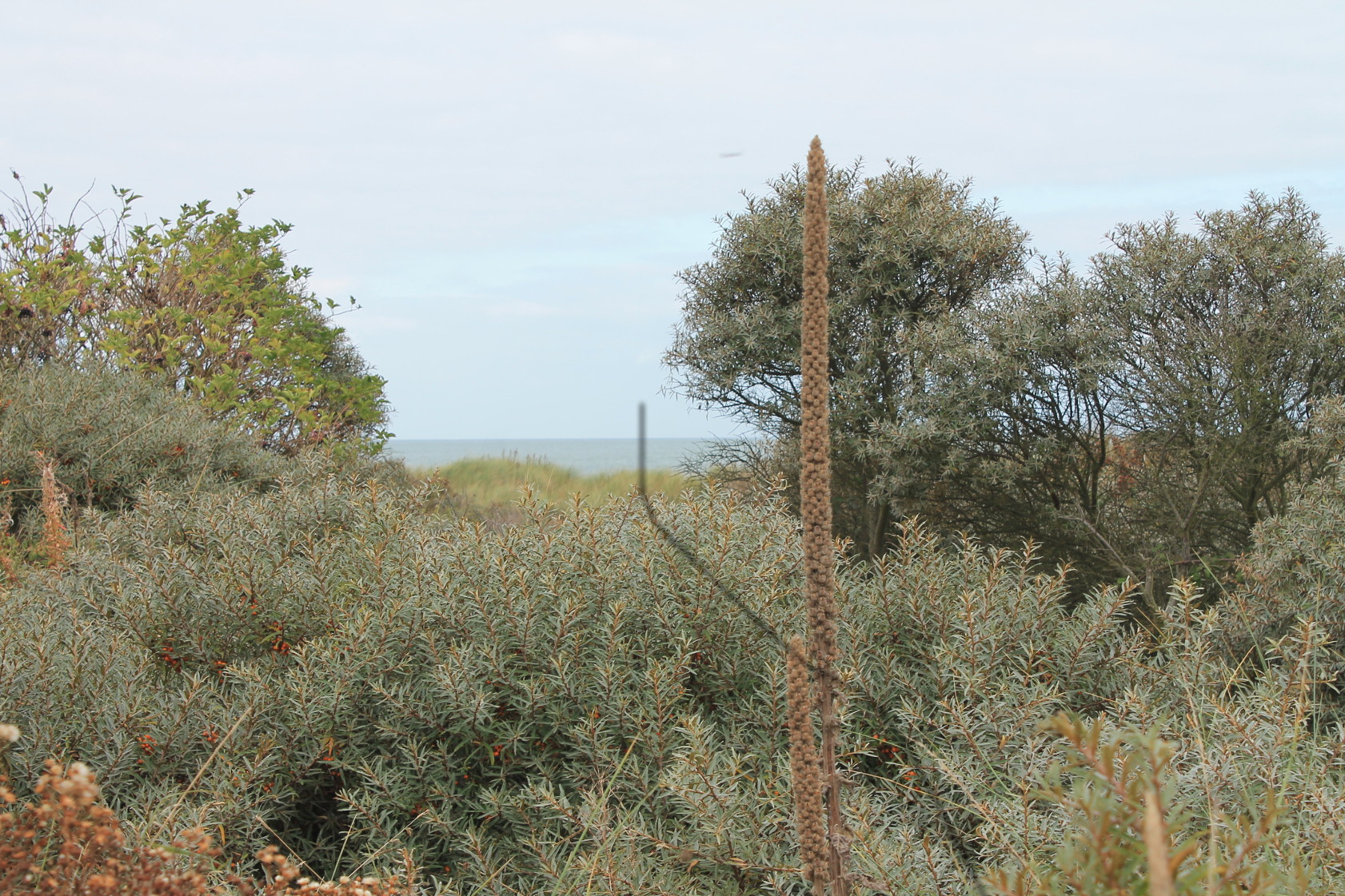 Annexe IMG_1626.pour mooc.JPG