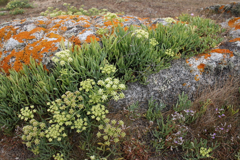 Annexe Image biodiversité Vendée.jpg