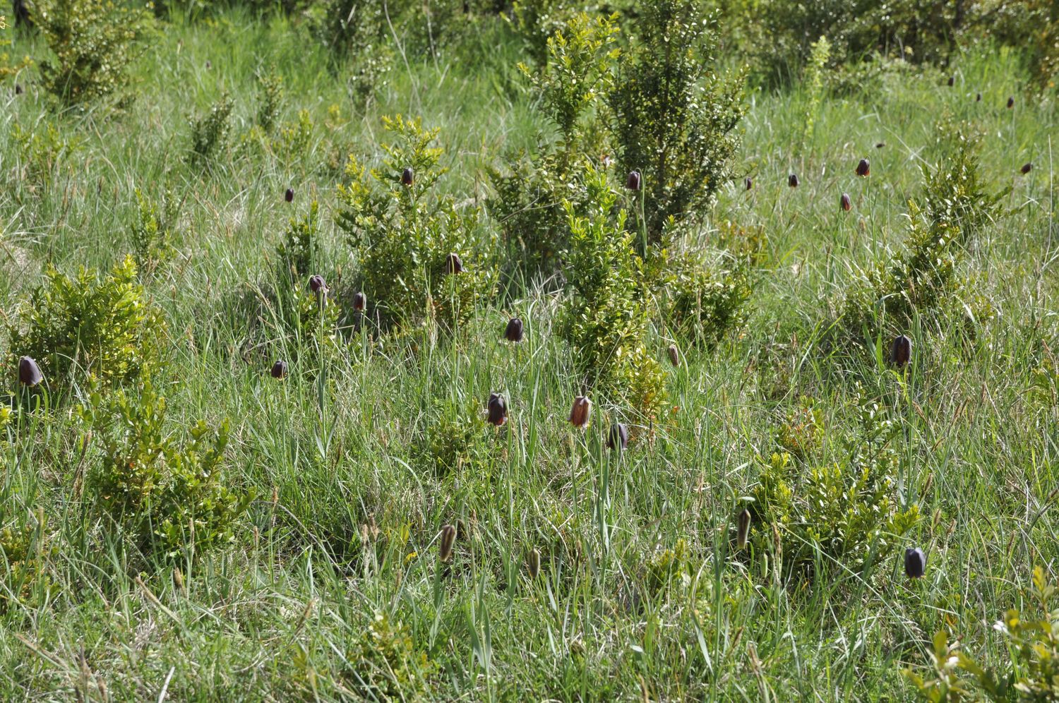 Annexe 15-05-03- Fritillaire-01_02.jpg