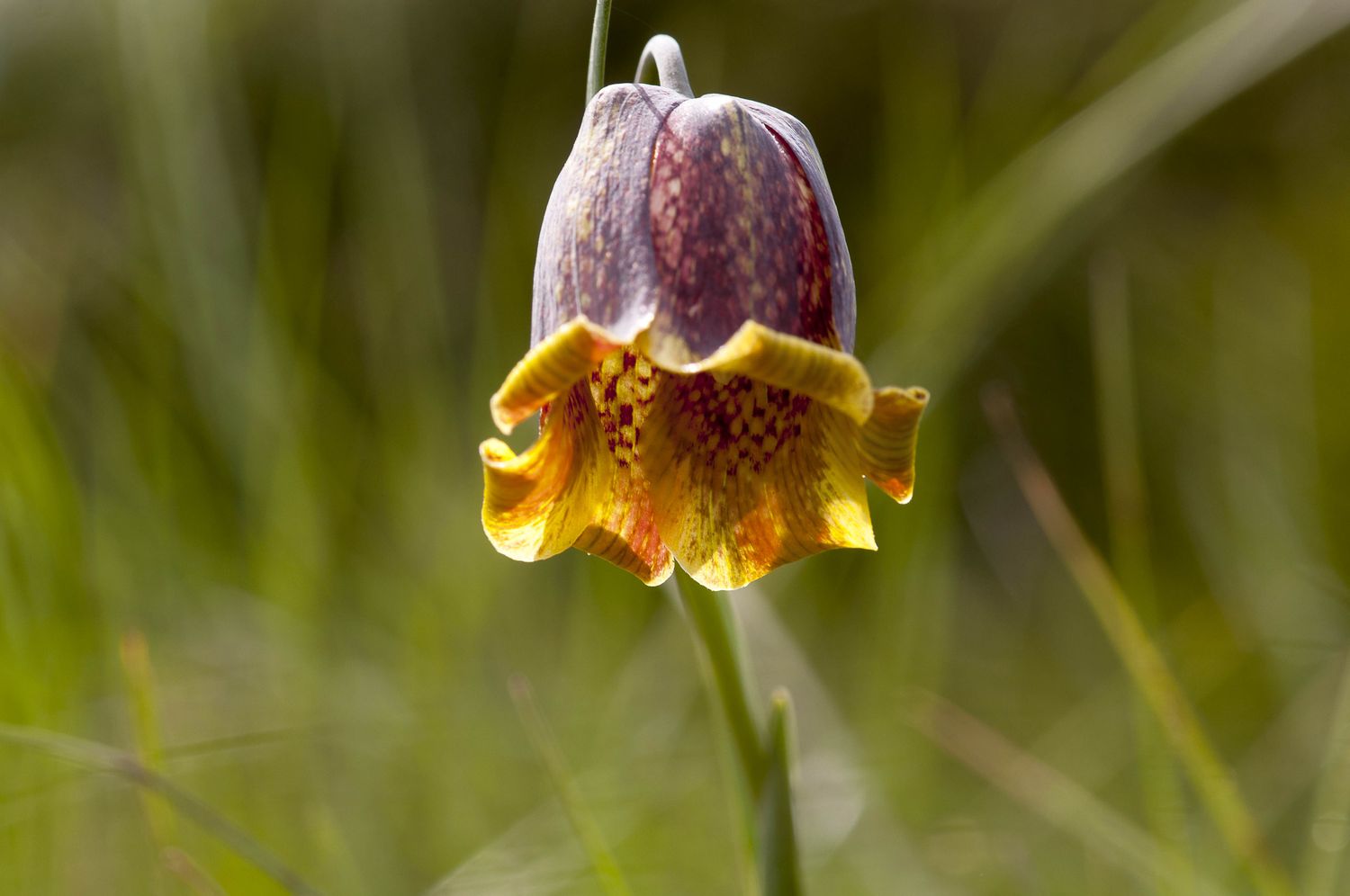 Annexe 15-05-03- Fritillaire_121.jpg