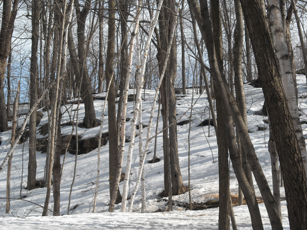 Annexe biodiversite_mont_royal_20180401.jpg