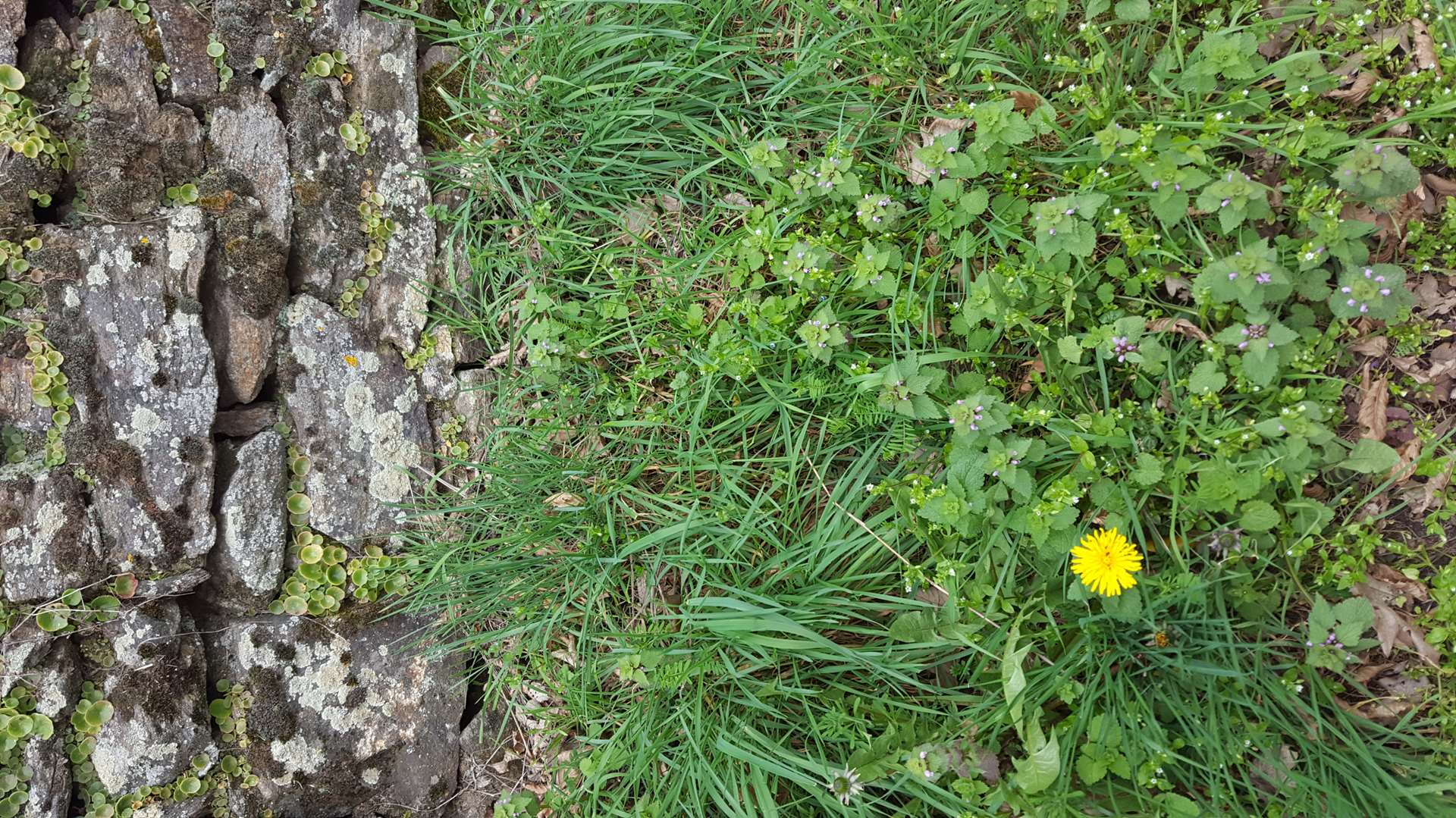 Annexe _copie-0_bord chemin.jpg