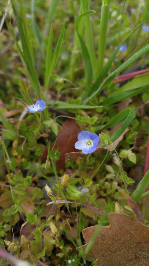 Annexe 20180408_110623.jpg