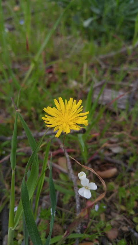 Annexe 20180408_110629.jpg