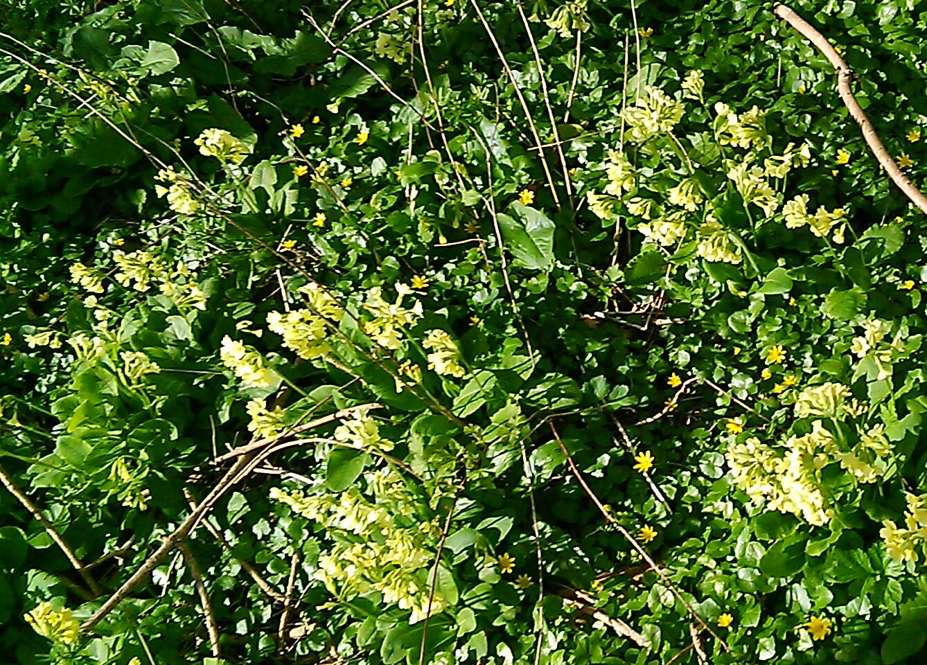 Annexe IMG_20180408_143843.jpg