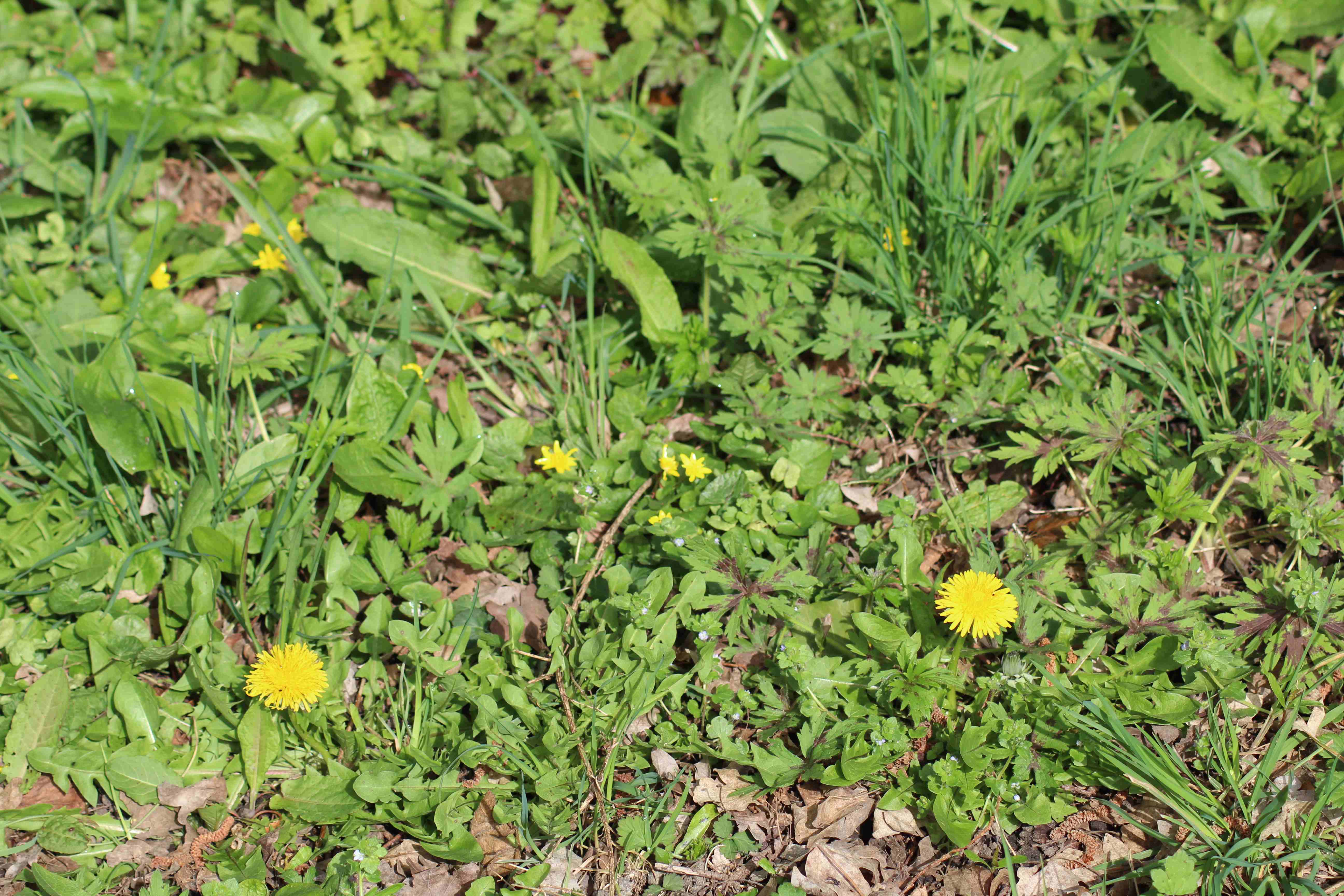 Annexe Biodiv-Perche.jpg