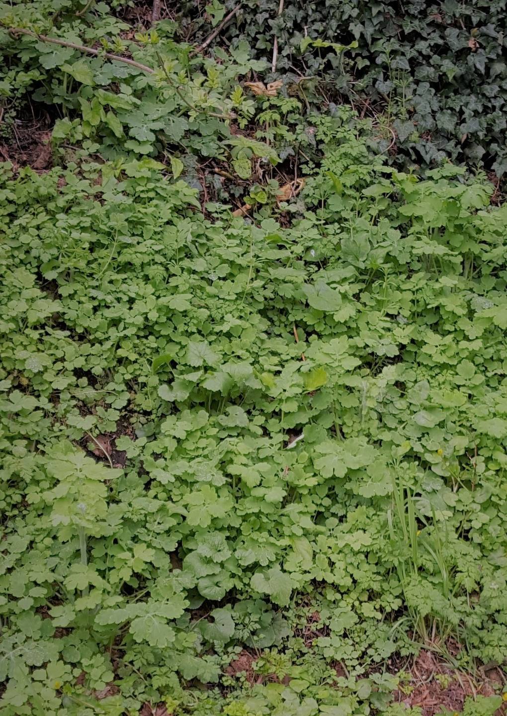 Annexe 20180402_174559.jpg