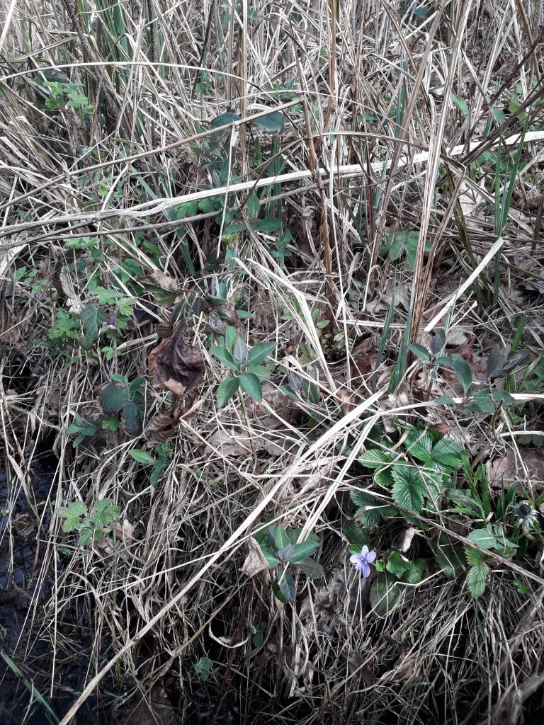 Annexe 5 espèces.jpg