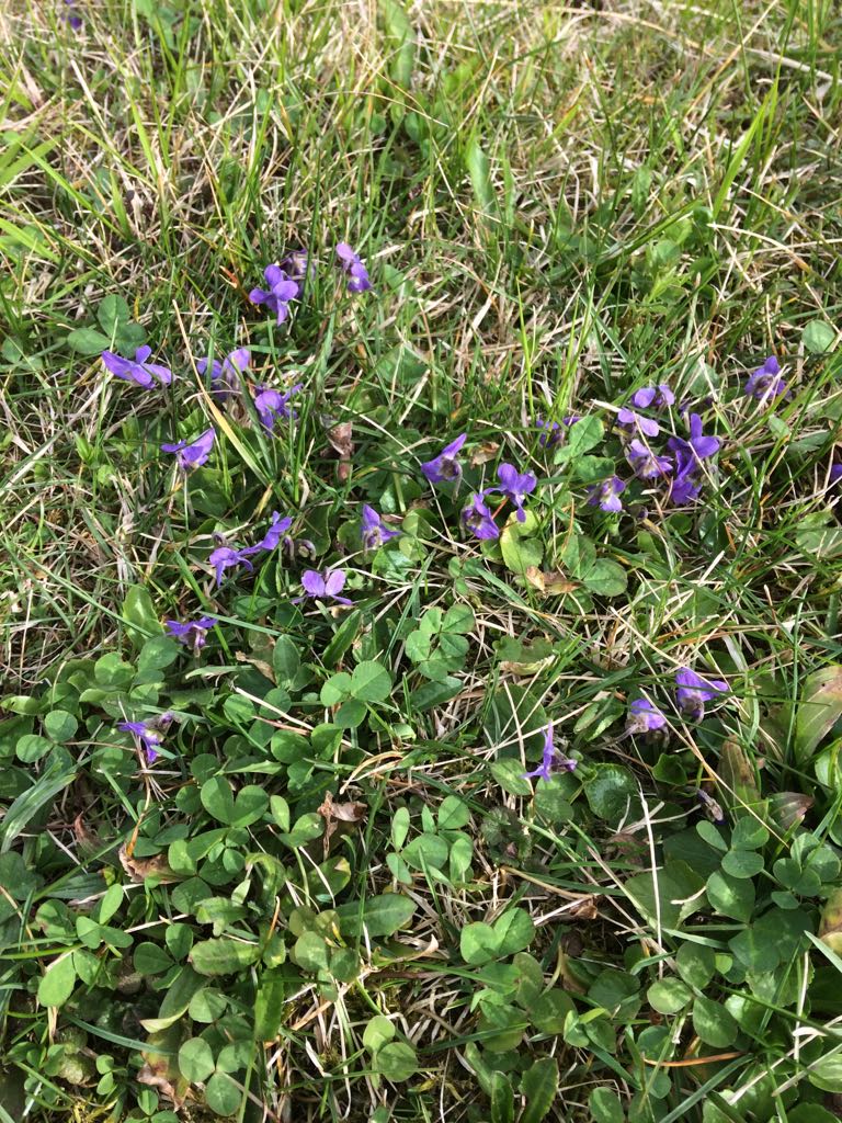 Annexe diverses plantes 5.4.18.jpg