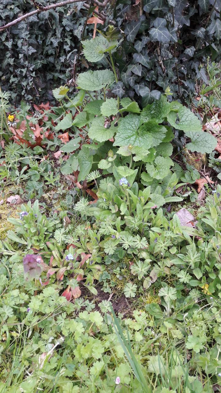 Annexe Activite observation.jpg