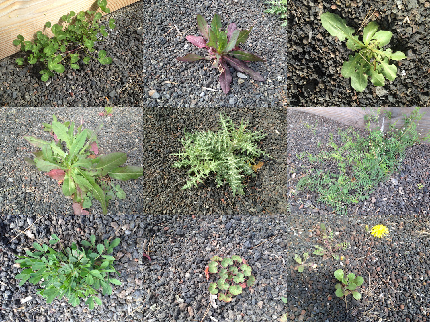 Annexe SynthèseBiodiversité.jpg